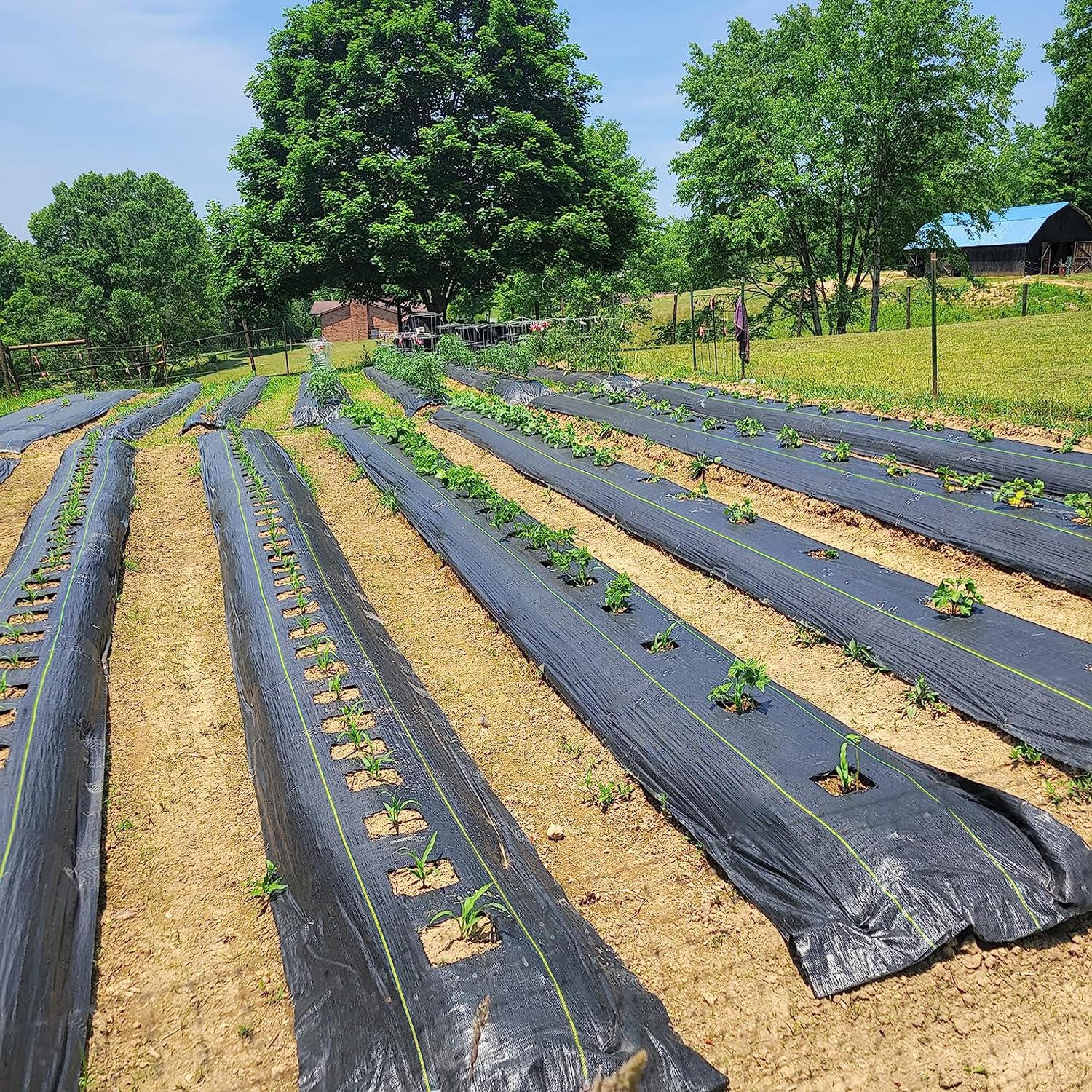 Sunocity fabric withstands sun and weather, ideal for durable landscaping projects.