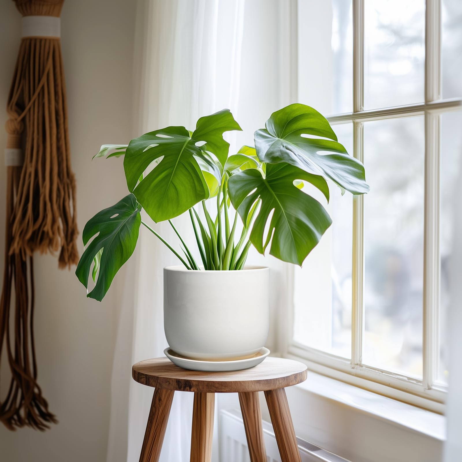 SUNPOTFOR pot ideal for bonsai, succulents, and pothos displays