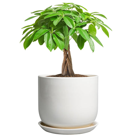 SUNPOTFOR 7-inch ceramic plant pot with clean white finish for indoor spaces