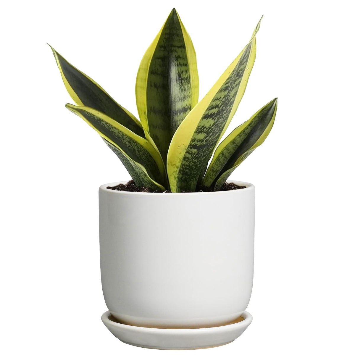 SUNPOTFOR white 5-inch ceramic pot with drainage hole for healthy succulents.