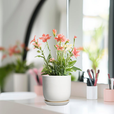 SUNPOTFOR white ceramic pot ideal for orchids or bonsai indoors.