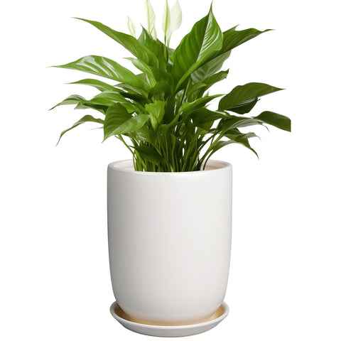 SUNPOTFOR 8-Inch white plant pot front view for displaying large indoor plants.