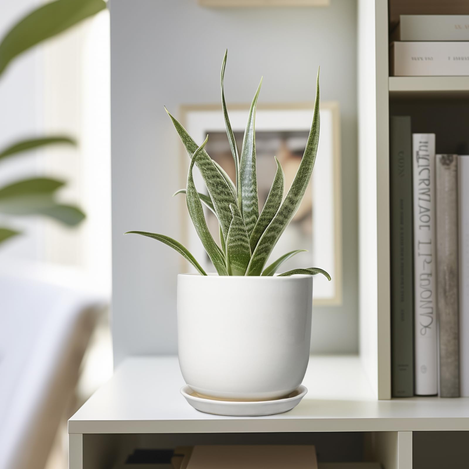 SUNPOTFOR 5-inch succulent pot suitable for compact species.