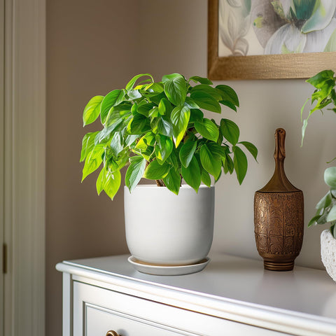 SUNPOTFOR white ceramic pot highlighting mid-century round design