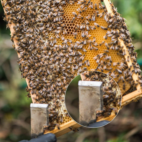 Sunshane 2-pack hive tools offer replacements for busy apiaries.