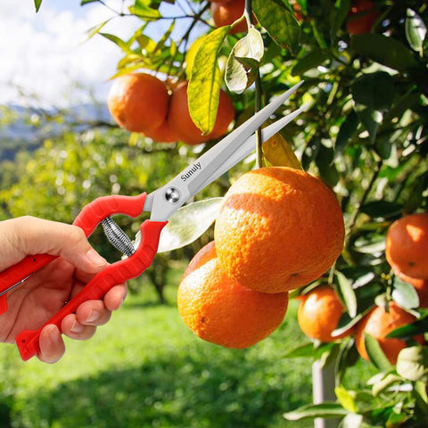 Sunuly pruning shears during deadheading and trimming flowers.