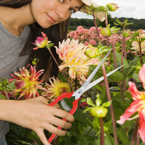 Sunuly pruning shears harvesting vegetables and fruits with clean snips.
