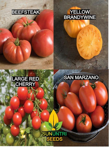 Sunutri Seeds Tomato Beefsteak Fruit Closeup juicy slices ready for sandwiches