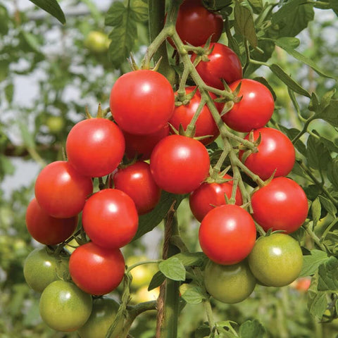 Sunutri Seeds Tomato Red Cherry Basket vibrant cherry tomatoes ideal for fresh use