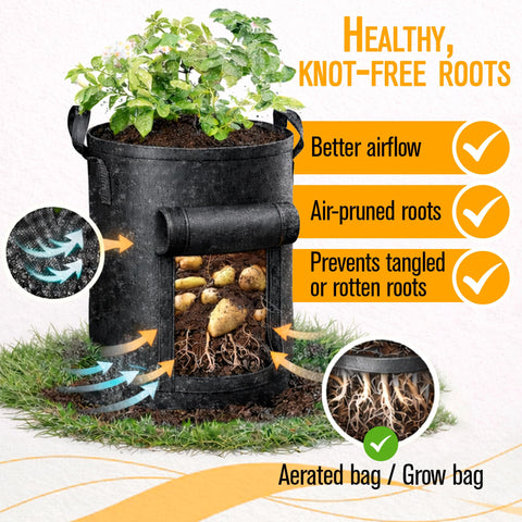 SunVara grow bags filled with soil and sprouts taking root