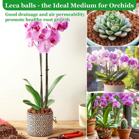 Sunwinx Leca balls terrarium substrate keeps humidity balanced.