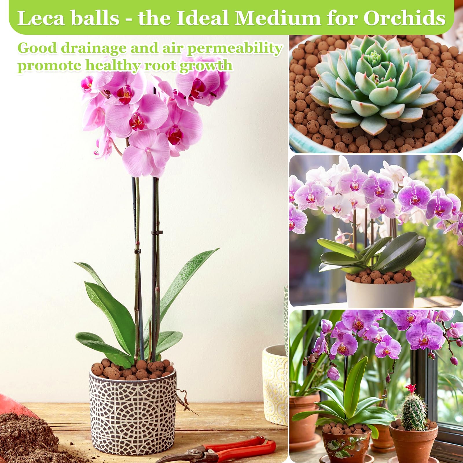 Sunwinx LECA balls terrarium setup for improved drainage and humidity balance