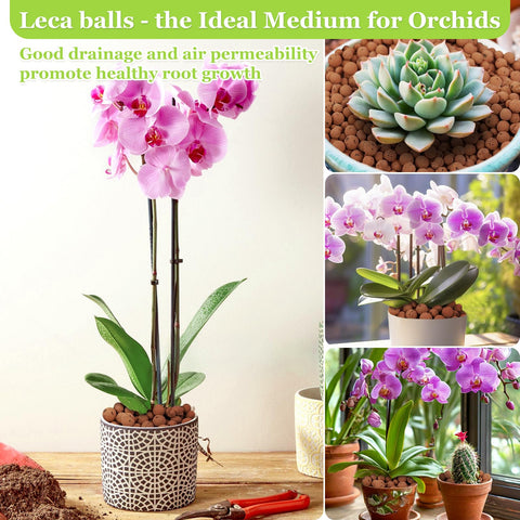 Sunwinx LECA balls terrarium setup for improved drainage and humidity balance