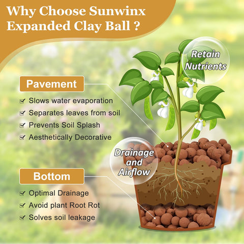 Sunwinx orchids on leca pebbles for improved drainage and airflow.