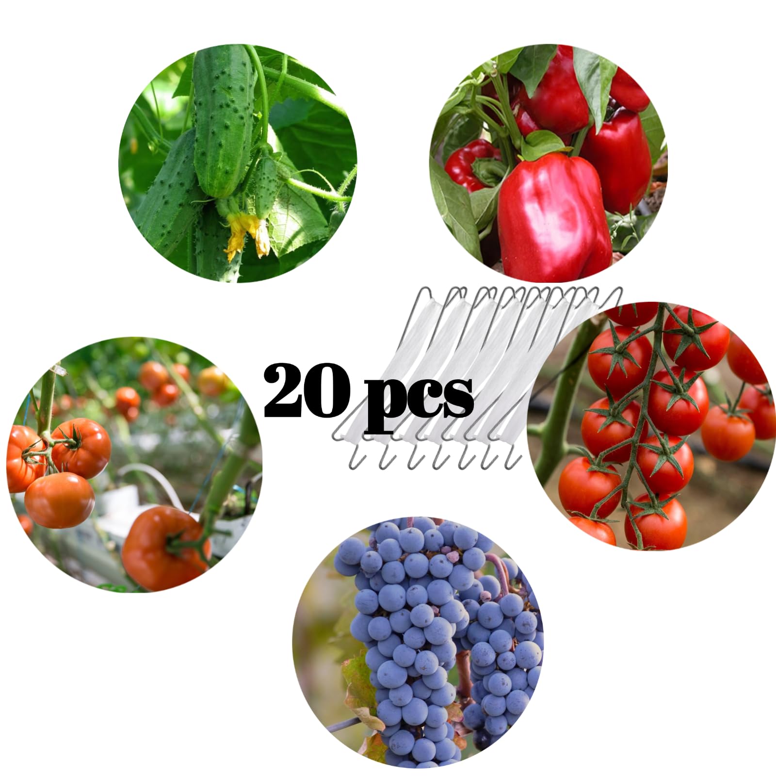 SUOWEEI harvest-ready plants supported by hooks and rope.