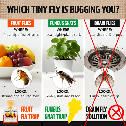 Super Ninja fruit fly trap on the kitchen counter provides rapid indoor control