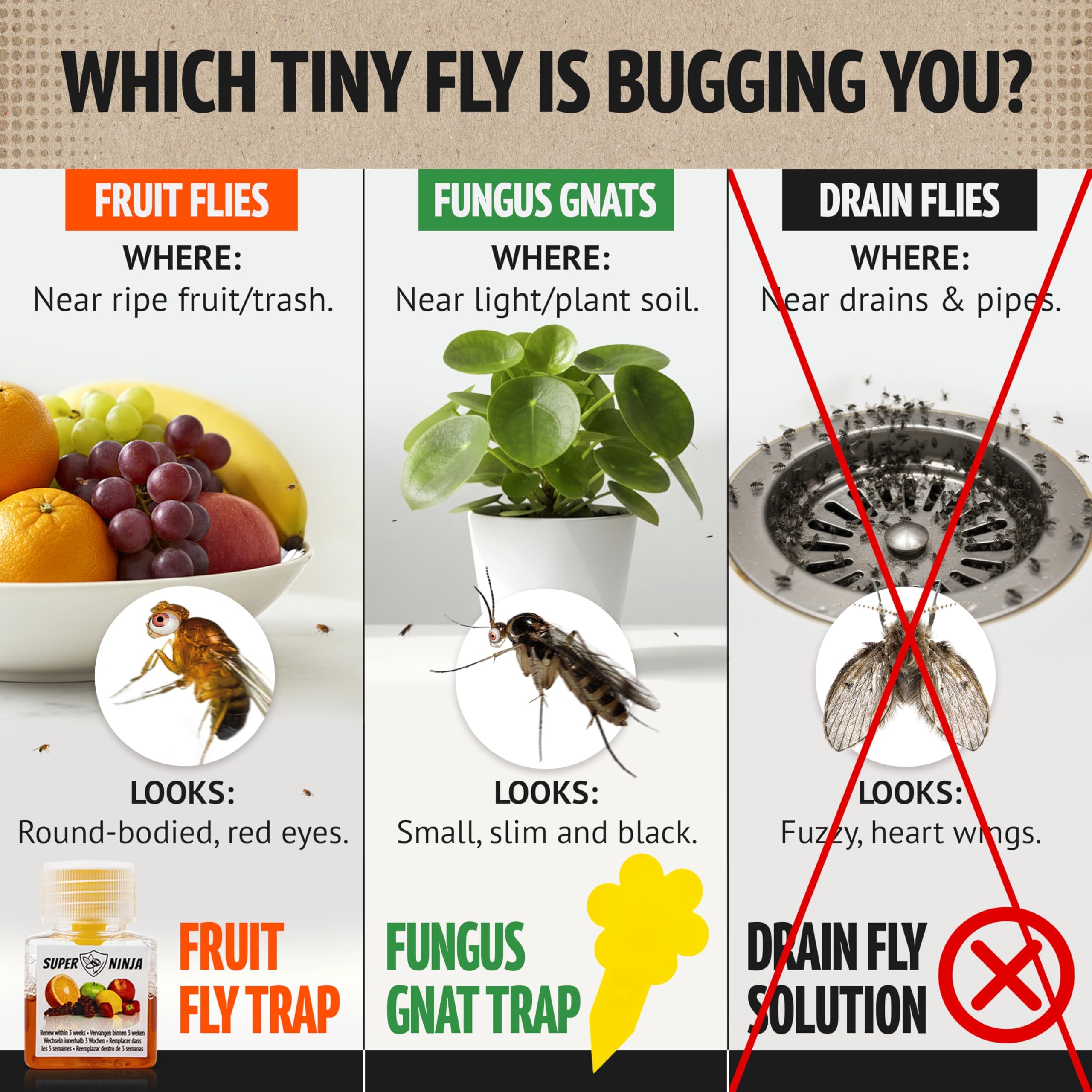 Super Ninja trap beside fruit bin helps reduce indoor fruit fly activity