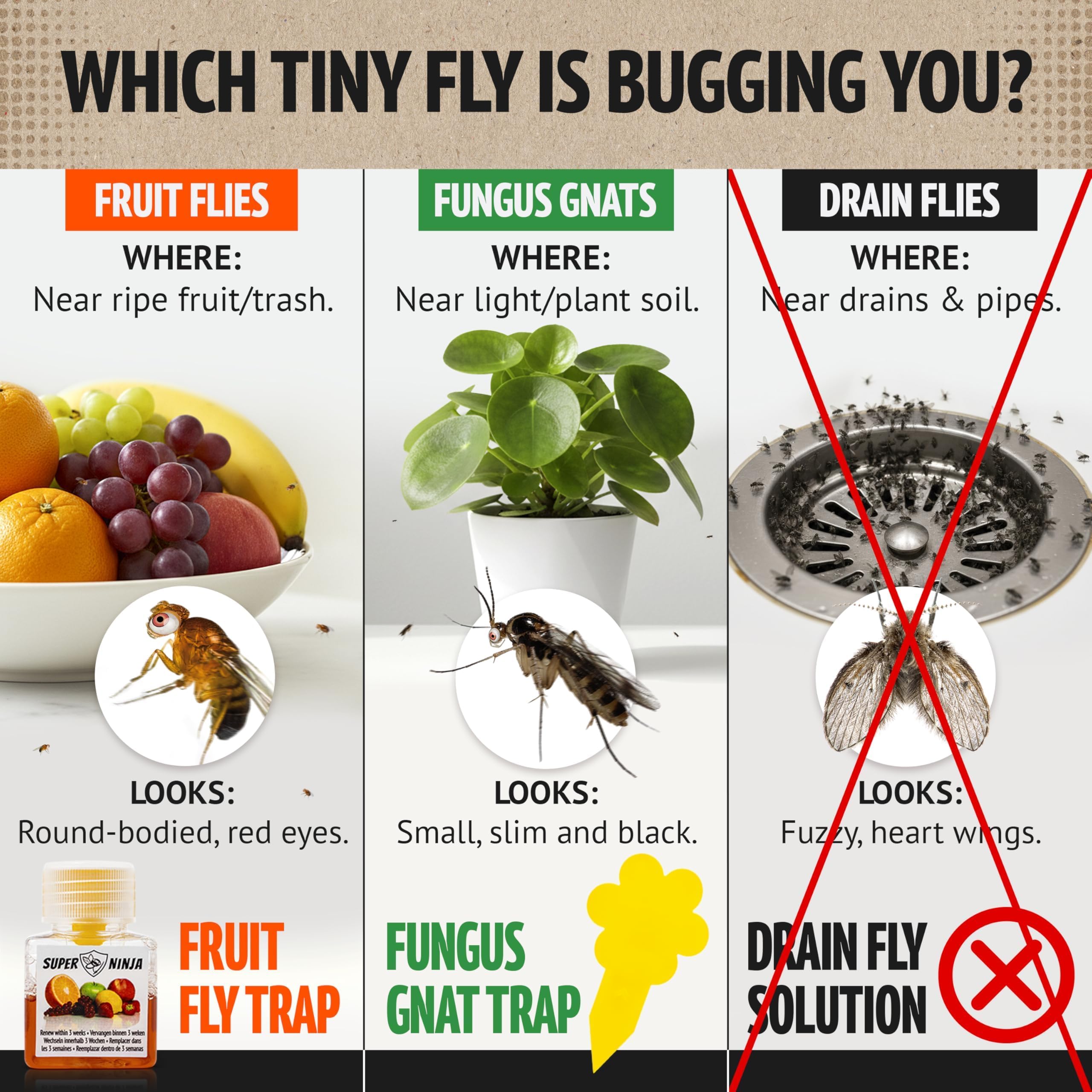 Super Ninja Fruit Fly Traps on kitchen counter demonstrate quick, discreet pest control.