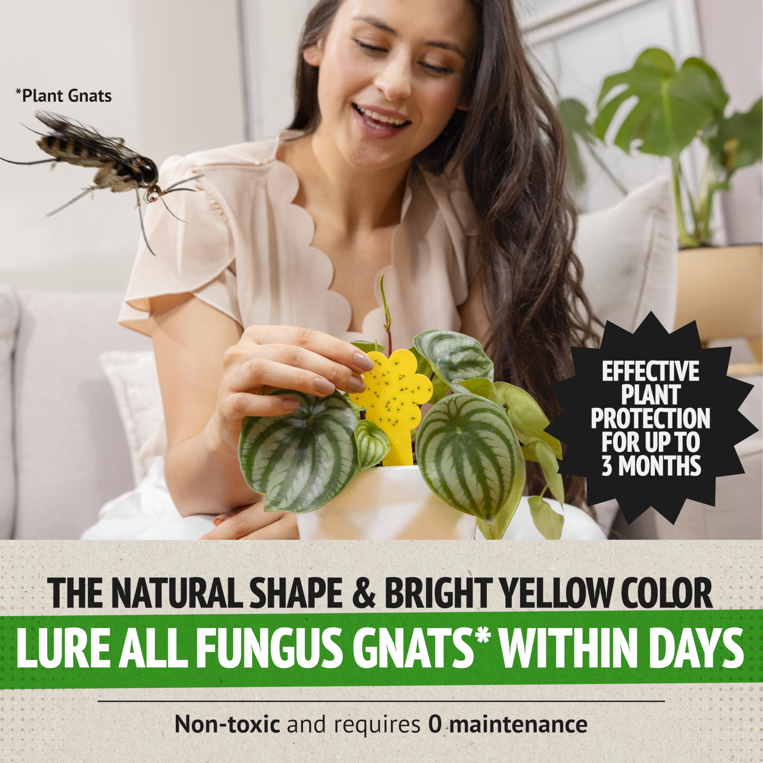 Super Ninja gnat traps installed in a pot to protect moisture-loving greenery.
