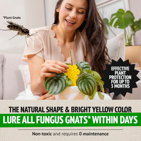 Non-toxic, pet-safe pest control suitable for homes with kids.