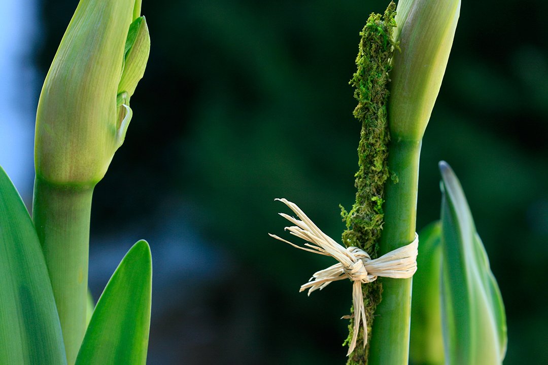 SuperMoss bamboo stakes covered in green moss for sustainable plant support.