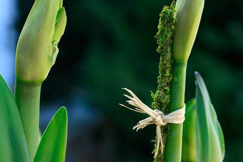 SuperMoss bamboo stakes covered in green moss for sustainable plant support.