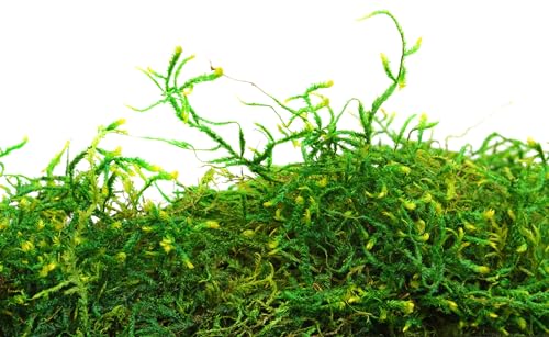 SuperMoss forest moss lines plant bases for tidy soil.