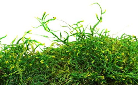 SuperMoss forest moss lines plant bases for tidy soil.