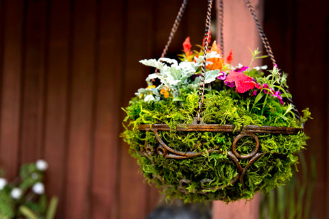 SuperMoss forest moss around pots creates a grassy, natural look.