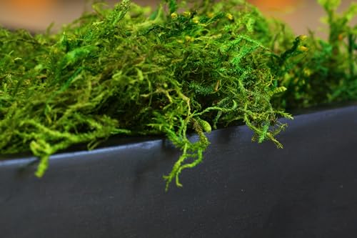 SuperMoss forest moss in vibrant green adds lasting natural texture.