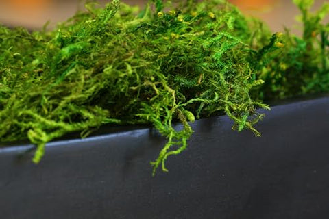 SuperMoss forest moss in vibrant green adds lasting natural texture.