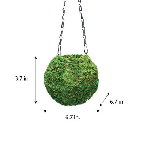 SuperMoss Kokedama Planter chain included enables easy ceiling or wall mounting.