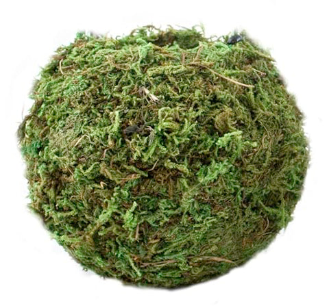 SuperMoss Kokedama Planter moss vine texture showcases natural ornamentation for living room accents.