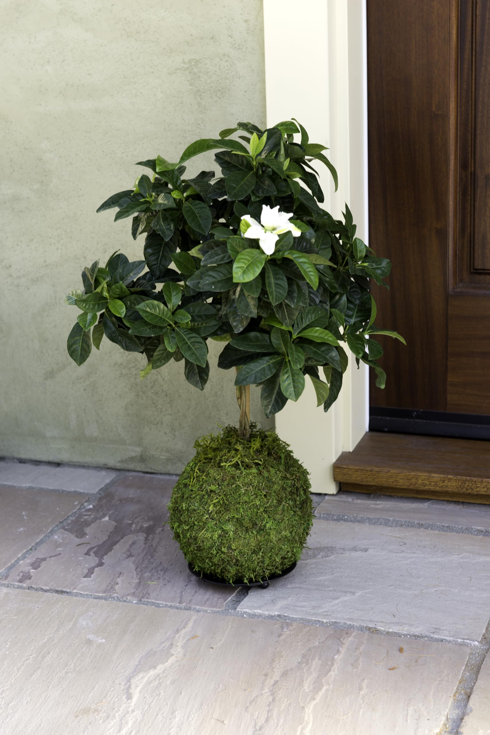 SuperMoss Kokedama Planter with orchid showcases versatile plant pairing.