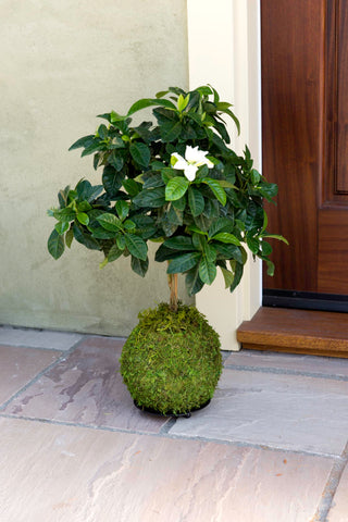 SuperMoss Kokedama Planter with orchid showcases versatile plant pairing.