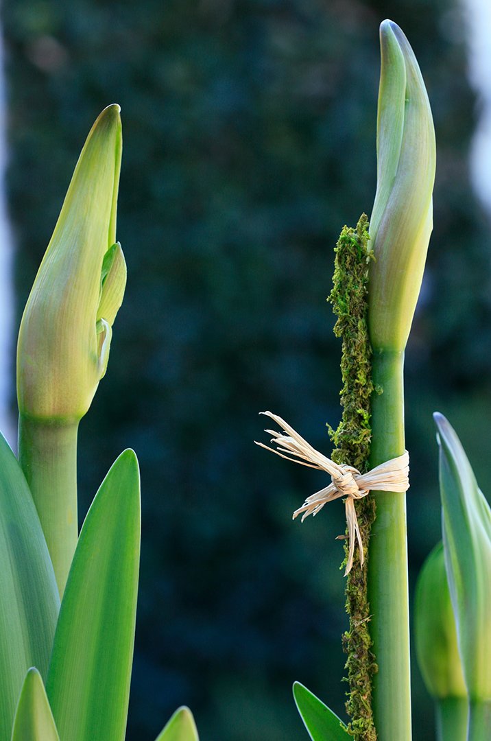 SuperMoss moss stakes arranged with orchids showing natural, low-profile growth support.