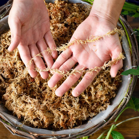 Nursery-grade packaging option for SuperMoss Orchid Sphagnum Moss Dried