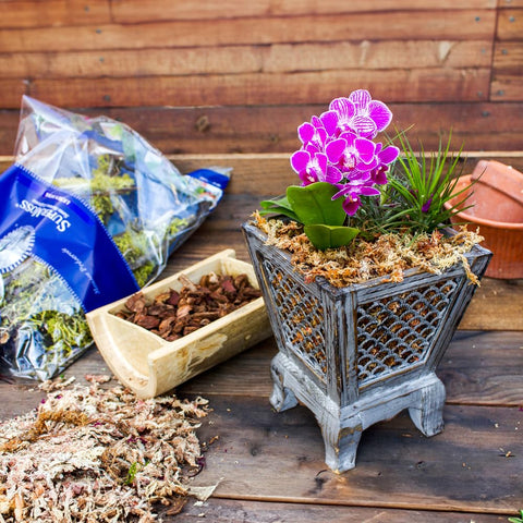 Sustainably sourced and non-toxic SuperMoss Orchid Sphagnum Moss Dried