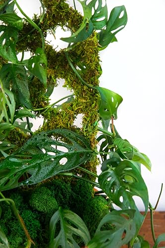 SuperMoss Heart trellis decorative focal for flowering climbers in a planter.
