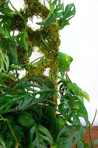 SuperMoss Heart trellis decorative focal for flowering climbers in a planter.