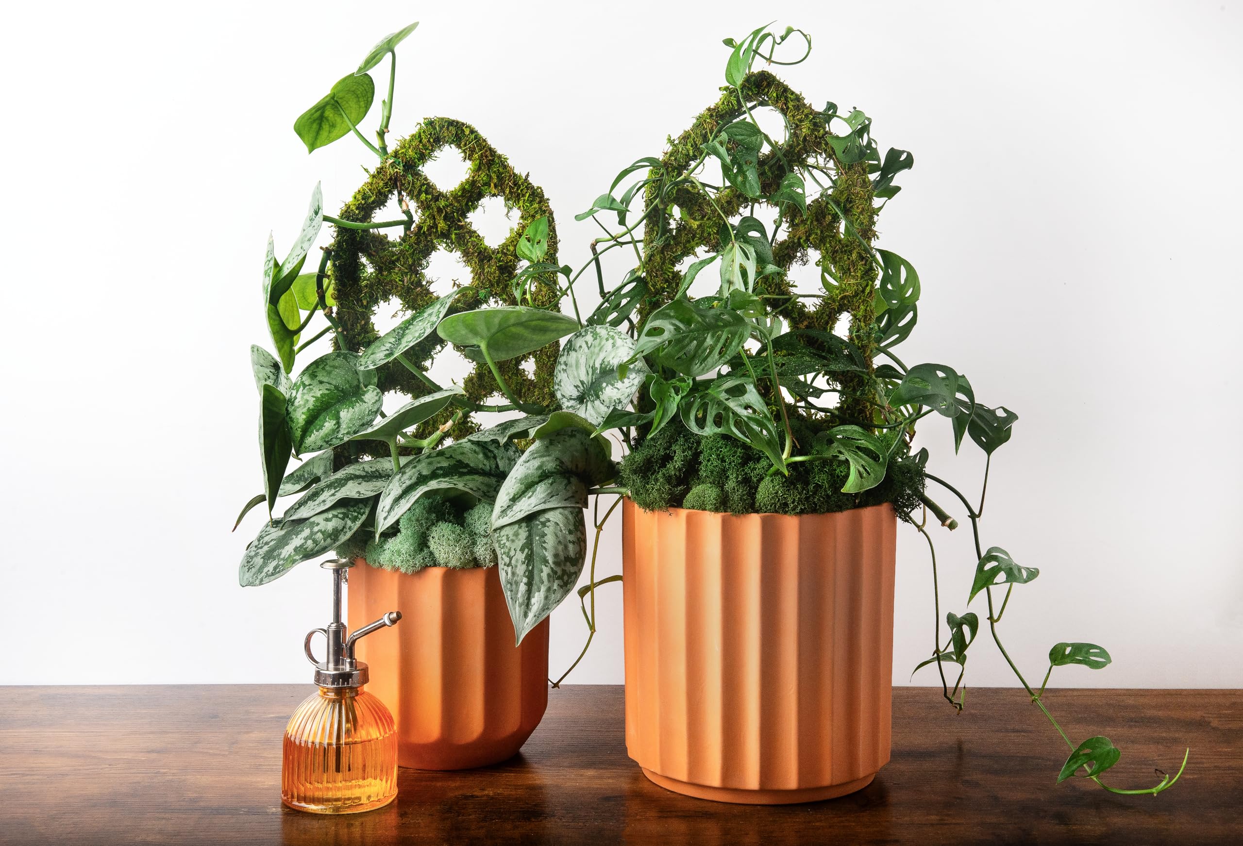 SuperMoss Moss-covered surface enhances indoor plant displays with earthy texture.