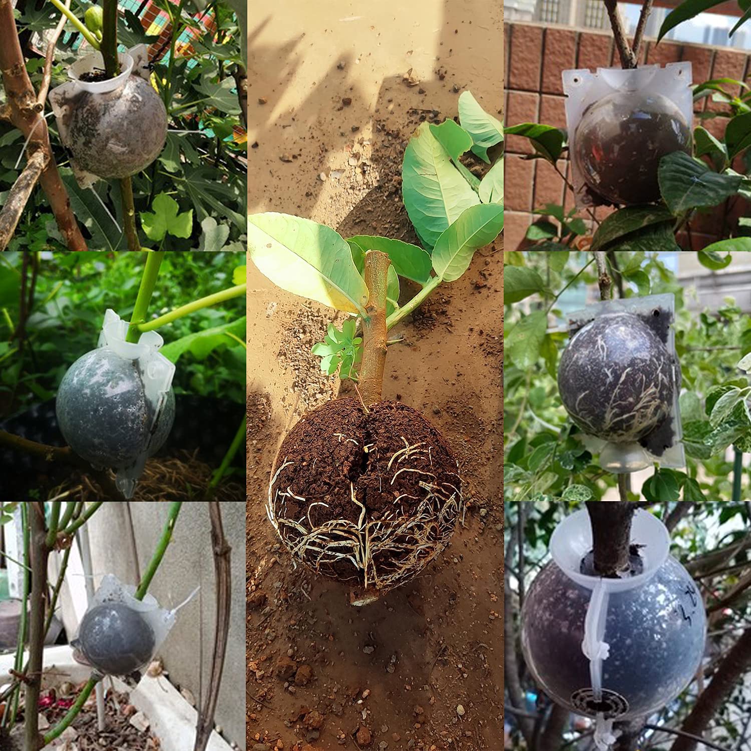 SupKing cable ties included improve secure root ball setup