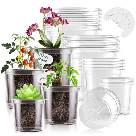 SupKing clear 6-inch nursery pot, ideal for transplant-ready seedling care.
