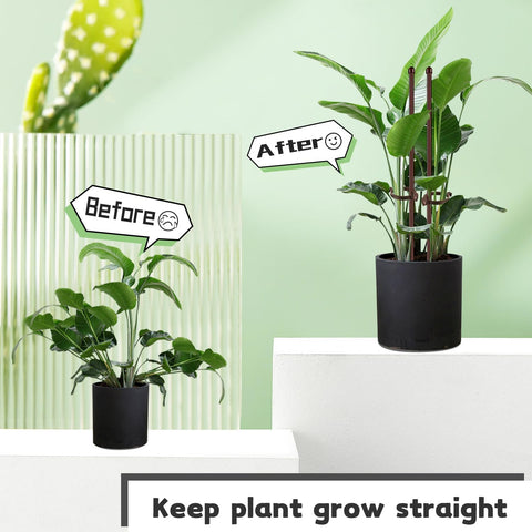 SupKing plant support setup helps tomatoes and roses grow upright.