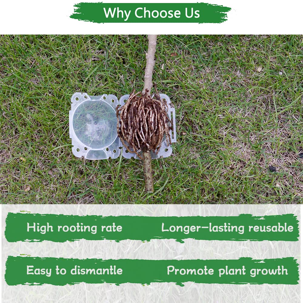 SupKing quick roots visible in 6–8 weeks during use