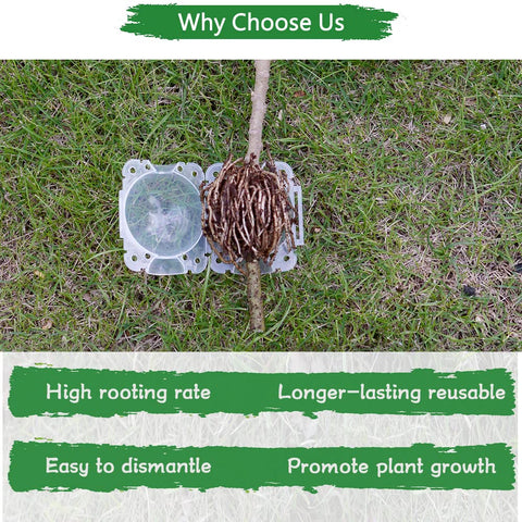 SupKing quick roots visible in 6–8 weeks during use