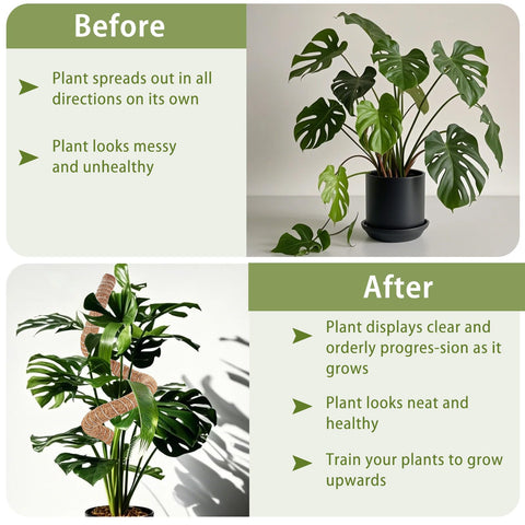 Use Suprock moss poles to train vines toward light and form displays.