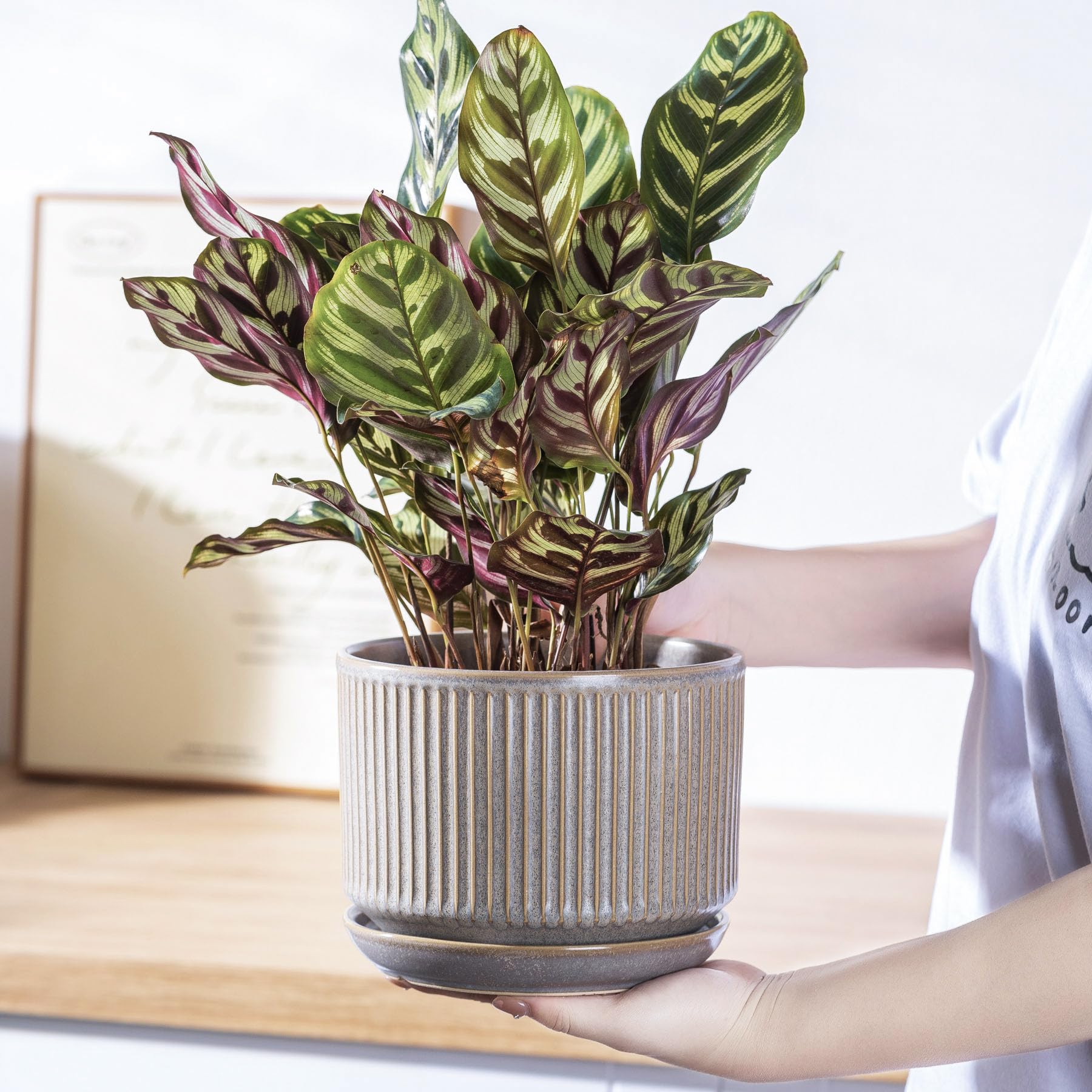 Sure Yuesi gift-ready packaging makes plant gifting easy.
