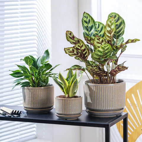 Sure Yuesi vertical striped texture adds modern style to any shelf.
