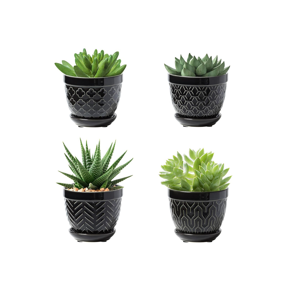 Sureasy succulent pots with a 3.5-inch drainage hole for healthy roots.